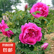 食用玫瑰花苗大馬士革玫瑰平陰玫瑰月季花苗四季開花濃香盆載植物 食用玫瑰10年大苗開花爆滿 不含盆