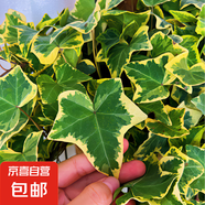 北歐早安盆綠植盆栽自動(dòng)吸水盆桌面盆栽好養耐活四季常青花卉植物 金邊常春藤 北歐早安盆/口徑10CM