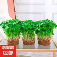 銅錢草水培植物大葉水栽魚缸水養(yǎng)綠植金錢草小水草客廳室內外花卉 銅錢草盆栽（3盆）