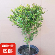 果樹(shù)苗大全桃樹(shù)苗枇杷苗楊梅苗無(wú)花果苗橘子苗四季種植全國適宜 石榴樹(shù)苗 小苗1棵