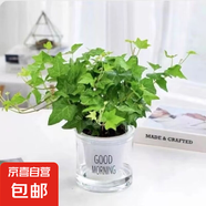 北歐早安盆綠植盆栽自動(dòng)吸水盆桌面盆栽好養耐活四季常青花卉植物 青葉常春藤 北歐早安盆/口徑10CM