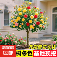 棒棒糖樹樁月季花苗樹狀特大花朵四季開花花卉植物庭院玫瑰花樹苗 【今日特惠混色】 粗度：直徑1-1.2cm
