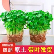 銅錢草水培植物大葉水栽魚缸水養(yǎng)綠植金錢草小水草客廳室內外花卉 銅錢草盆栽（2盆）