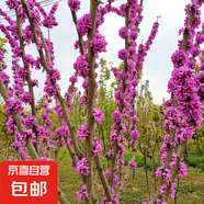 花卉苗木爬藤三角梅山茶花苗紅楓苗櫻花苗紫竹凌霄桂花月季紫荊花 紫荊花樹(shù)苗 小苗1棵