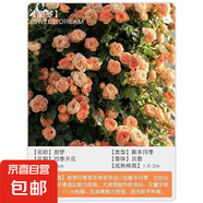 薔薇花苗藤本月季特大濃香庭院爬藤花卉植物陽(yáng)臺(tái)玫瑰盆栽四季開(kāi)花 【甜夢(mèng)】高度1.5-1.6米【包成活-包對(duì)版】 不含盆