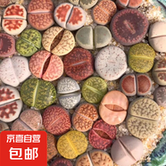多肉植物大全花卉生石花熊童子盆栽綠植多肉觀賞趣味多規(guī)格可選 生石花1cm直徑5個(gè)