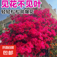 花卉苗木爬藤三角梅山茶花苗紅楓苗櫻花苗紫竹凌霄桂花月季紫荊花 三角梅 小苗1棵