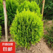 灑金柏樹苗松柏苗木盆栽地栽花卉庭院綠化植物黃金柏原生香松扁柏 灑金柏苗50-60厘米高一顆