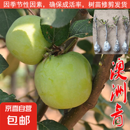 蘋(píng)果樹(shù)苗嫁接果樹(shù)苗木紅富士冰糖心庭院陽(yáng)臺盆地栽南北方果樹(shù)苗 澳洲青蘋(píng)果5年苗【當年結果】