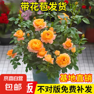 果汁陽臺月季花苗四季開花卉盆栽綠植物室內(nèi)花易活玫瑰帶花苞庭院 果汁陽臺【大花濃香，月月開分枝多】 【帶花苞】【盆口徑15cm】原盆冠25高35