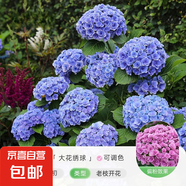 繡球花苗無盡夏帶花苞四季開花繡球花盆栽庭院好養(yǎng)花卉植物室內(nèi)花 妖精之吻【大花繡球-可調(diào)色】 小苗【隔年開花】原盆寬11cm高18cm冠12cm