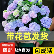 繡球花苗無盡夏帶花苞四季開花繡球花盆栽庭院好養(yǎng)花卉植物室內(nèi)花 無盡夏【大花繡球-無盡星河】 小苗【隔年開花】原盆寬11cm高18cm冠12cm