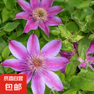 鐵線蓮爬藤植物盆栽花苗重瓣大花陽臺庭院藤本攀援花卉多季節(jié)開花 皇后 中大苗【3升方盆原盆原土】3升方盆