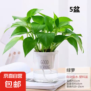 特價綠蘿盆栽室內客廳辦公室吸甲醛凈化空氣水培植物綠植花卉好養(yǎng) 【客廳擺放5盆】綠蘿+早安吸水盆 整體含盆高度20-25cm