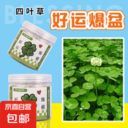 【春季】植物創(chuàng)意小盆栽栽培桌面迷你綠植草莓向日葵種植種子盲盒 好運(yùn)爆盆（四葉草）種植小盆栽