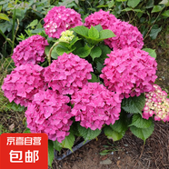 繡球花苗無(wú)盡夏帶花苞四季開花繡球花盆栽庭院好養(yǎng)花卉植物室內(nèi)花 烈焰【大花繡球-可調(diào)色】 中苗【當(dāng)年開花】原盆寬15cm高30cm冠25cm