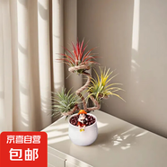 空氣鳳梨無(wú)土植物靈黃綠精靈組合裝創(chuàng)意盆栽凈化空氣辦公室內(nèi)綠植 陶瓷盆套裝+黃紅綠3棵精靈【小模特隨機(jī)】