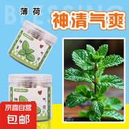 【春季】植物創(chuàng)意小盆栽栽培桌面迷你綠植草莓向日葵種植種子盲盒 神清氣爽（薄荷）種植小盆栽