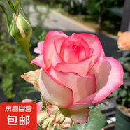 果汁陽臺月季花苗四季開花卉盆栽綠植物室內(nèi)花易活玫瑰帶花苞庭院 艾莎【大花濃香，月月開分枝多】 【帶花苞】【盆口徑15cm】原盆冠25高35