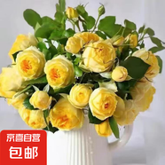 【果汁陽臺月季】大苗玫瑰花苗盆栽大花歐月濃香陽臺庭院帶花苞 金絲雀【帶花苞】 中苗【當(dāng)年開花】