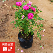 盆載植物食用玫瑰花苗大馬士革玫瑰平陰玫瑰月季花苗四季開花濃香 5年苗（粗壯  分支多）約40-50高 不含盆