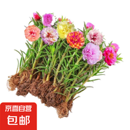 重瓣混色太陽(yáng)花苗帶根盆栽苗四季開花陽(yáng)臺(tái)大花植物帶花苞室內(nèi)庭院 混色重瓣帶根：【5顆】可開2-3色+花肥