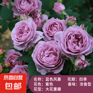 果汁陽臺月季花苗四季開花卉盆栽綠植物室內(nèi)花易活玫瑰帶花苞庭院 藍(lán)色陰雨【大花濃香，月月開分枝多】 【帶花苞】【盆口徑15cm】原盆冠25高35