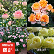 瑞典女王月季夏季耐曬灌木月季帶花苞四季開花玫瑰大苗陽(yáng)臺(tái)庭院 艾莎+果汁+女王+奶油龍沙四顆原盆原土發(fā)貨