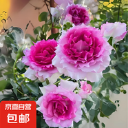 果汁陽臺月季花苗四季開花卉盆栽綠植物室內(nèi)花易活玫瑰帶花苞庭院 天方夜譚【大花濃香，月月開分枝多】 【帶花苞】【盆口徑15cm】原盆冠25高35