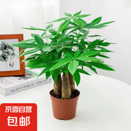 發(fā)財(cái)樹盆栽大植物室內(nèi)辦公室桌面客廳小盆景招財(cái)樹苗綠植花卉盆栽 三桿發(fā)財(cái)樹 5-8cm【原盆】 【送肥料】