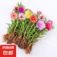 重瓣混色太陽花苗帶根盆栽苗四季開花陽臺(tái)大花植物帶花苞室內(nèi)庭院 帶根重瓣：1棵+花肥