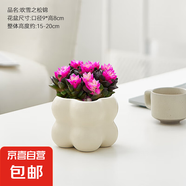 多肉植物吹雪之松錦耐旱好養(yǎng)易活綠植盆栽粉色辦公室桌面情緒植物 吹雪之松錦+mini面包盆+底托 帶盆栽好