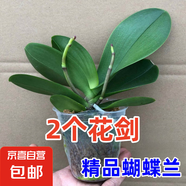 蝴蝶蘭盆栽帶花劍四季開花客廳室內(nèi)蘭花大苗桌面無花苞花好養(yǎng)易活 【主圖款】---【包開花】送營養(yǎng)液2包 帶1支花劍