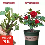 玫瑰老樁花苗室內(nèi)外盆栽地栽陽臺(tái)四季開花好養(yǎng)易活花卉月季苗秧 混色系【3顆隨機(jī)】