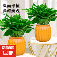 【綠蘿盆栽帶精致南瓜儲(chǔ)水盆】吸甲醛凈化空氣水培綠植物花卉好養(yǎng) 【暢銷2盆】綠蘿+橙色南瓜盆自吸水 整體含盆高度20-25cm