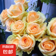 【果汁陽(yáng)臺月季】大苗玫瑰花苗盆栽大花歐月濃香陽(yáng)臺庭院帶花苞 蜜桃雪山【帶花苞】 大苗【開(kāi)花爆滿(mǎn)】