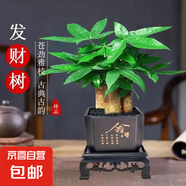 發(fā)財(cái)樹盆栽大植物室內(nèi)辦公室桌面客廳小盆景招財(cái)樹苗綠植花卉盆栽 三桿發(fā)財(cái)樹 5-8cm【四方塑膠盆】 【送肥料】