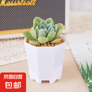 多肉植物多肉精選隨機(jī)辦公室室內(nèi)陽(yáng)臺(tái)精品高端紅寶石桃蛋紅色系列 三色堇+八角盆塑料+土鋪面石
