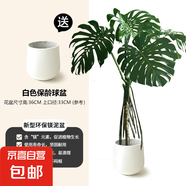 龜背竹客廳大盆栽老樁造型植物室內(nèi)好養(yǎng)四季花卉落地綠植室內(nèi)盆栽 造型老樁1.5-1.7米保齡球水泥盆 大葉開背龜背竹
