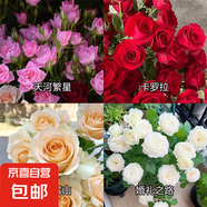瑞典女王月季夏季耐曬灌木月季帶花苞四季開(kāi)花玫瑰大苗陽(yáng)臺(tái)庭院 天河+卡羅拉+蜜桃+婚禮四顆原盆原土發(fā)貨