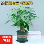 發(fā)財(cái)樹盆栽大植物室內(nèi)辦公室桌面客廳小盆景招財(cái)樹苗綠植花卉盆栽 小單桿發(fā)財(cái)樹 2-3cm【加侖盆】 【送肥料】