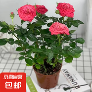 玫瑰盆栽植物客廳臥室百搭好養(yǎng)玫瑰花 火焰霞光玫瑰2盆