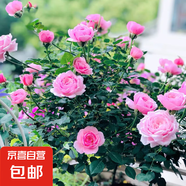 果汁陽(yáng)臺月季花苗四季開(kāi)花卉盆栽綠植物室內花易活玫瑰帶花苞庭院 鈴之妖精【中花濃香，月月開(kāi)分枝多】 【帶花苞】【盆口徑15cm】原盆冠25高35