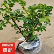 盆載植物食用玫瑰花苗大馬士革玫瑰平陰玫瑰月季花苗四季開花濃香 10年老樁玫瑰主桿1.5cm粗高50-60cm 不含盆
