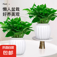 【綠蘿盆栽帶精致南瓜儲水盆】吸甲醛凈化空氣水培綠植物花卉好養 【爆款2盆】綠蘿+白色南瓜盆自吸水 整體含盆高度20-25cm