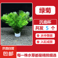 綠菊水草凈水植物新手魚缸造景養(yǎng)殖淡水后景草沉水不用泥增氧凈化 綠菊草5個（沉底杯+帶根） 【大坨精品】造景大賽金牌同款