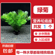 綠菊水草凈水植物新手魚缸造景養(yǎng)殖淡水后景草沉水不用泥增氧凈化 綠菊草1個（營養(yǎng)坨底座+帶根） 【大坨精品】造景大賽金牌同款