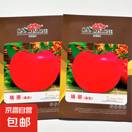 西紅柿種籽番茄新品種早熟粉紅大果圣女果黃番茄黑珍珠草莓小番茄 圣地亞瑞麗番茄種子【原裝1000粒