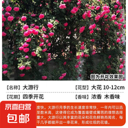 薔薇花苗藤本月季特大花樹庭院爬藤植物花卉盆栽陽(yáng)臺(tái)玫瑰四季花卉 大游行（大花四季） 升級(jí)爬藤款 原土簡(jiǎn)易盆【送肥料】高度50cm左右