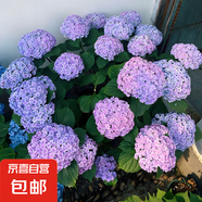 繡球花苗無盡夏四季開花繡球花盆栽庭院好養(yǎng)的花卉植物室內(nèi)花 花手鞠小苗（優(yōu)質(zhì)苗包開花）+肥